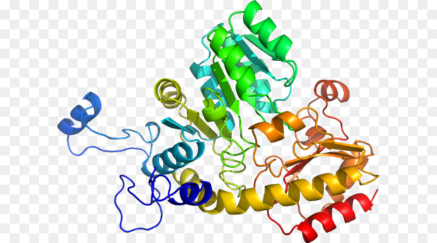 Struktur Protein，Molekul PNG