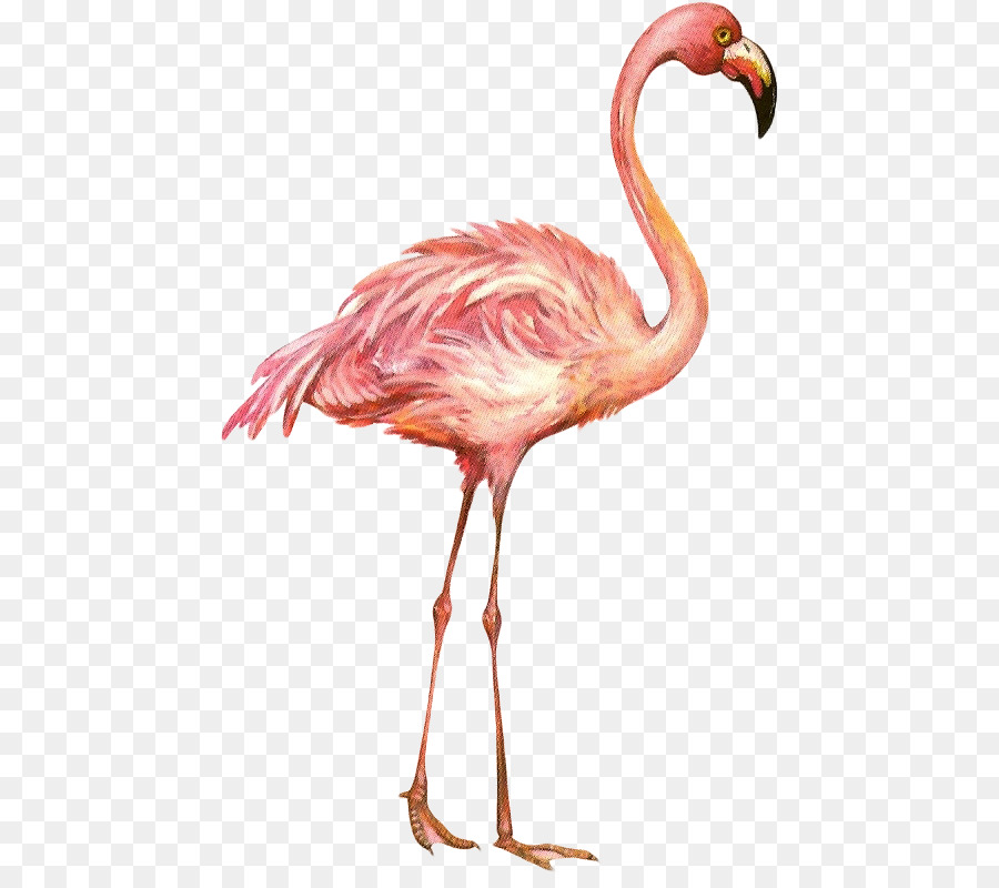 Flamingo，Paruh PNG