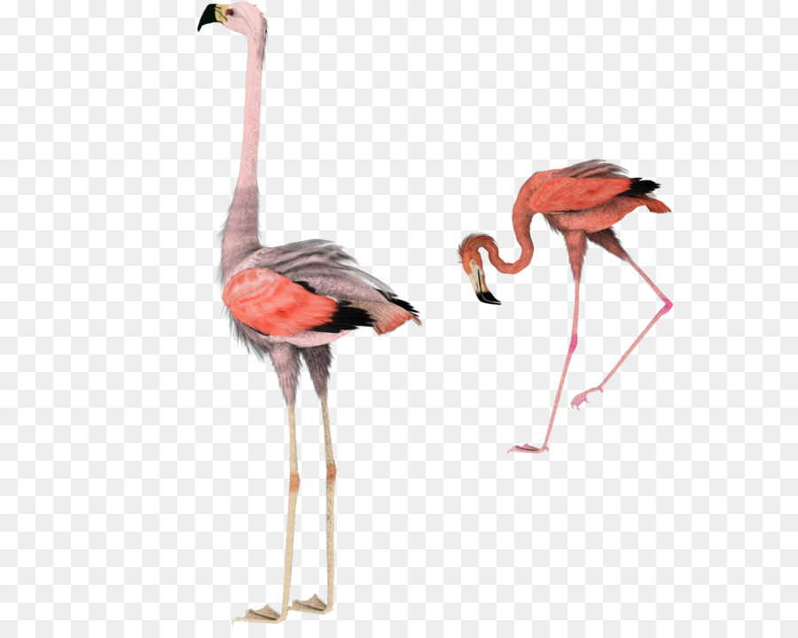 Flamingo，Berwarna Merah Muda PNG