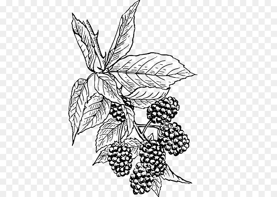 Tanaman Blackberry，Buah PNG