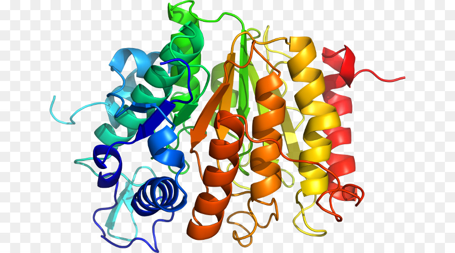 Struktur Protein，Molekul PNG