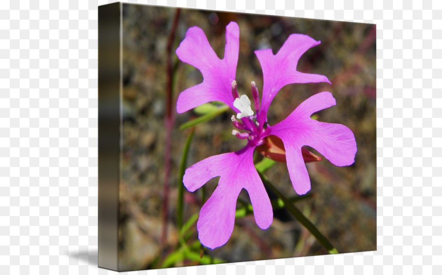 Clarkia Pulchella，Bunga Liar PNG