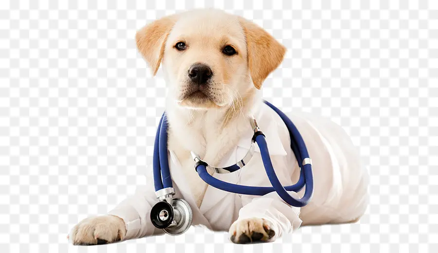 Dokter Anak Anjing，Stetoskop PNG