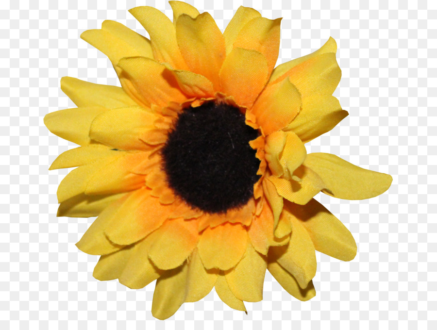 Seni，Bunga Matahari M PNG