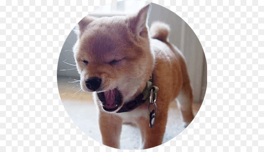 Shiba Inu，Anjing PNG