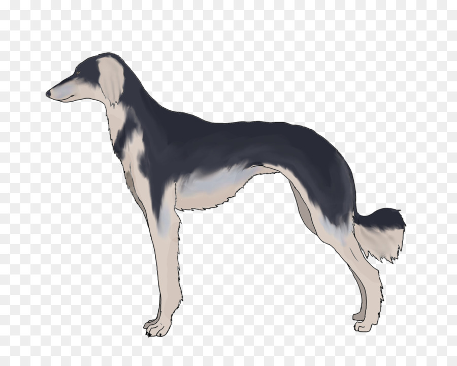 Saluki，Greyhound PNG