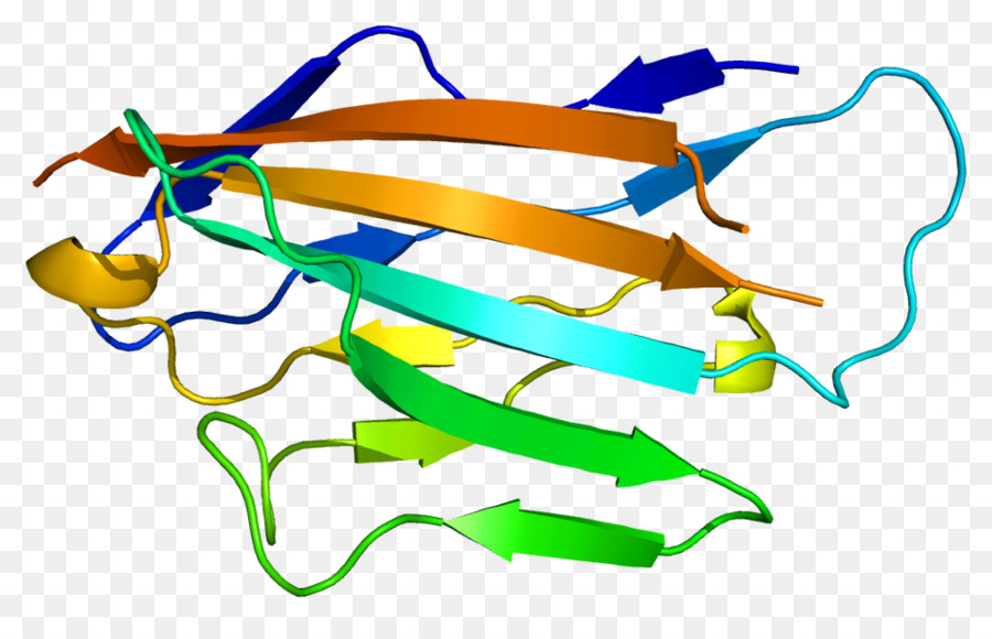 Struktur Protein，Biologi PNG