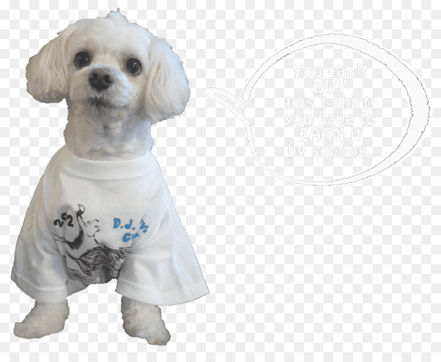 Anjing Berkembang Biak，Anjing Maltese PNG