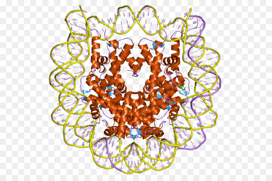 Histone，Dna PNG