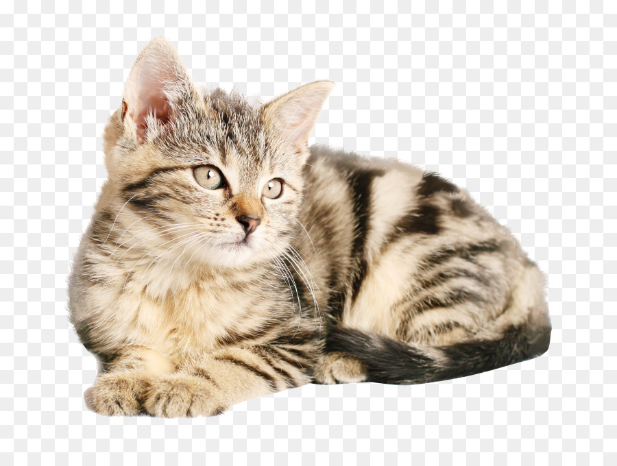 Kucing Siberia，Malayan Kucing PNG