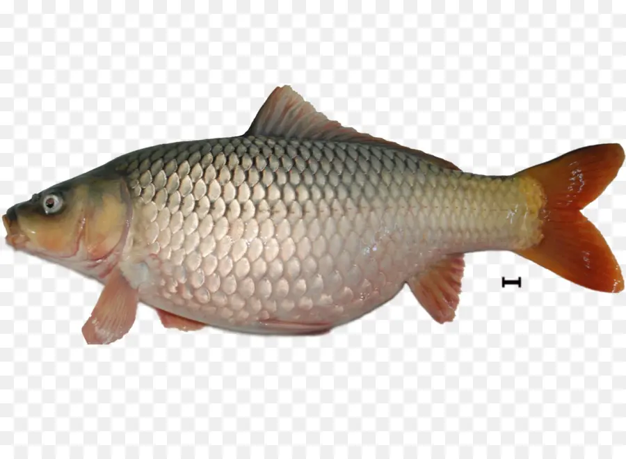 Ikan Nila，Ikan Mas PNG