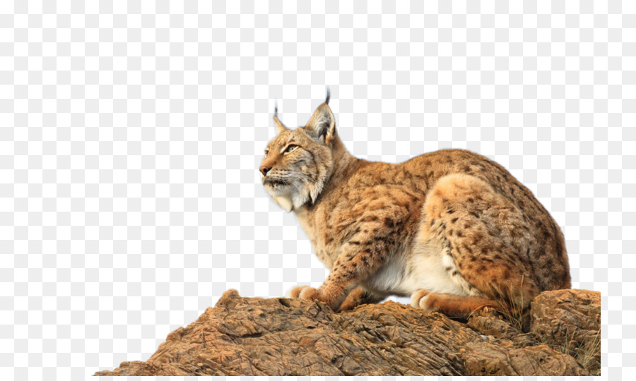 Lynx Eurasia，Yandex PNG
