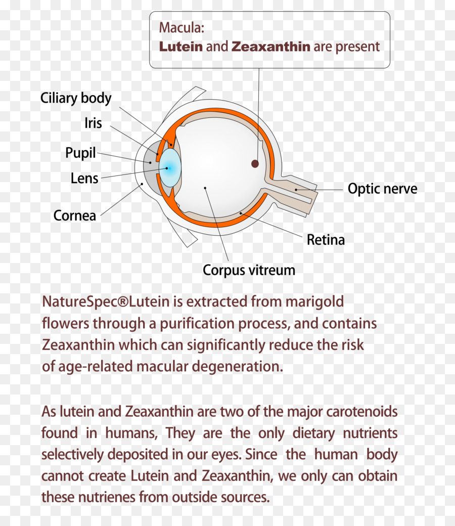 Lutein，Zeaxanthin PNG