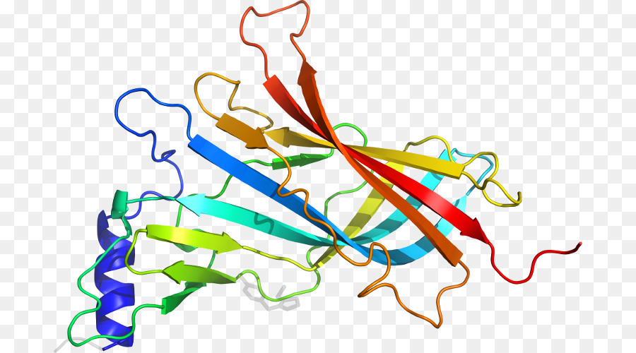 Struktur Protein，Biologi PNG