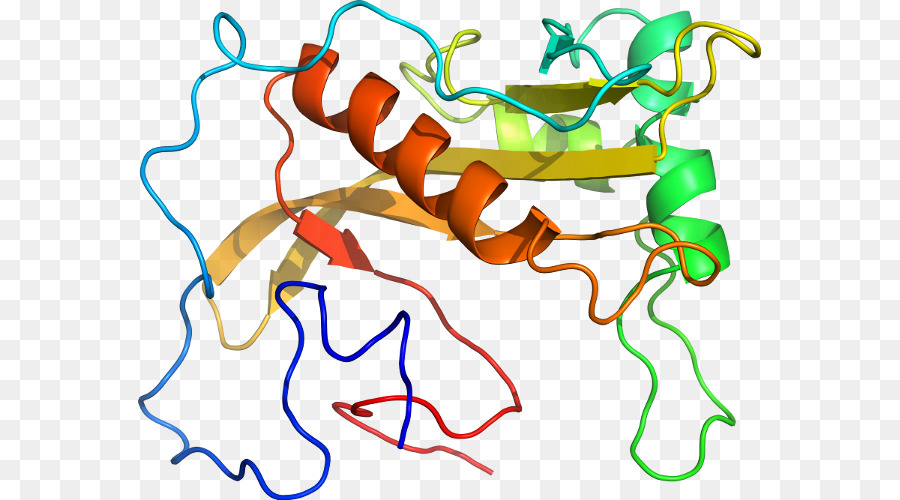 Struktur Protein，Biologi PNG