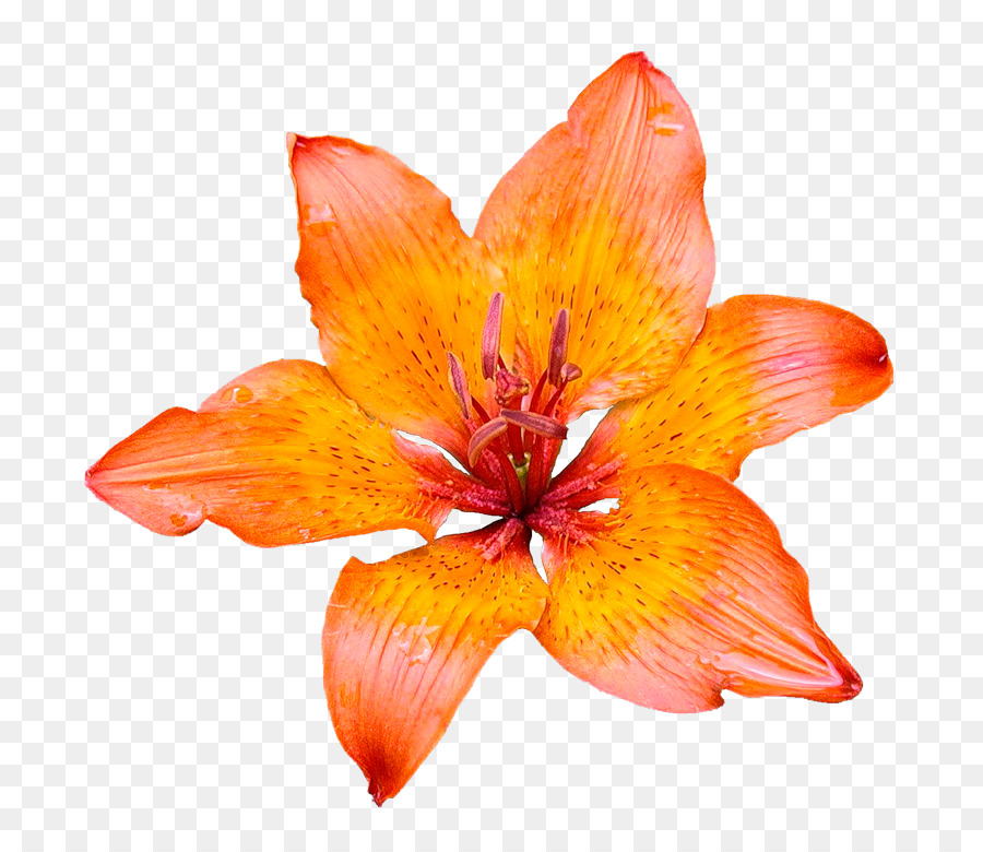 Bunga Desktop Wallpaper Lily Jeruk Gambar Png
