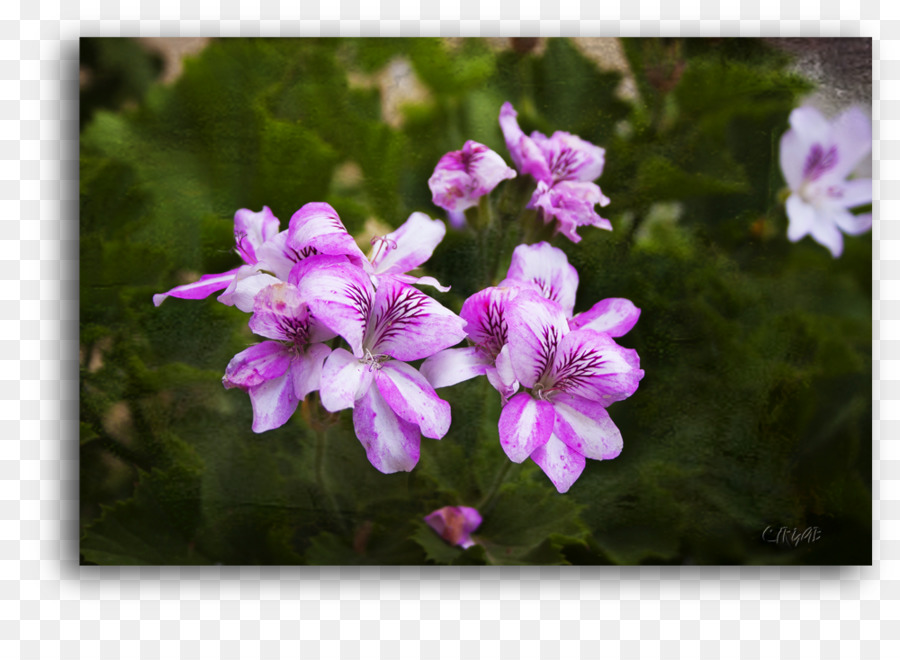 Crane Sbill，Ungu PNG