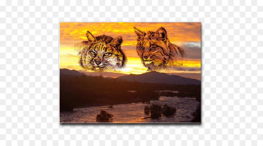 Harimau，Bobcat PNG