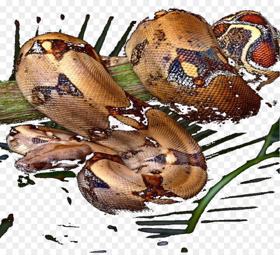 Ular，Tikus Ular PNG