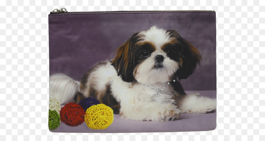 Shih Tzu，Anjing PNG