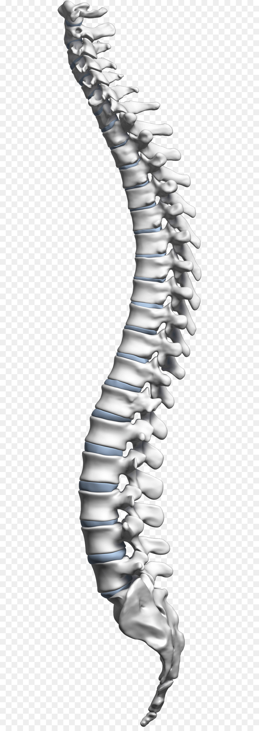 Vertebral Kolom, Sumsum Tulang Belakang, Leher gambar png