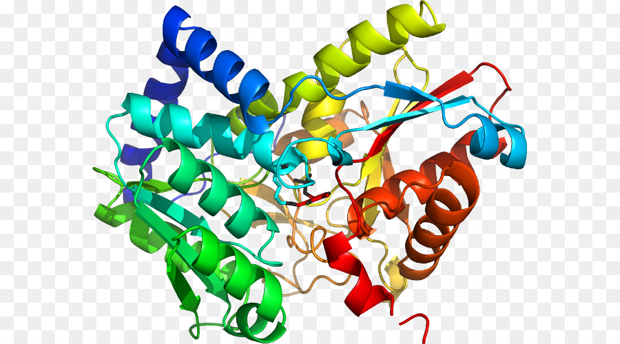 Struktur Protein，Molekul PNG