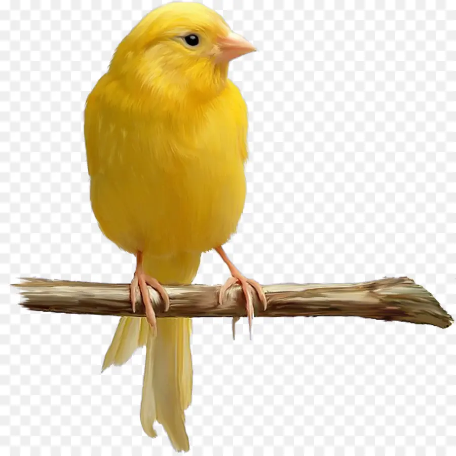 Domestik Canary，Burung PNG