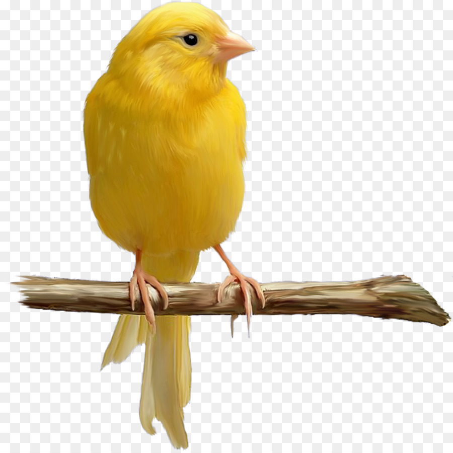 Domestik Canary