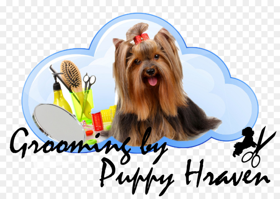 Yorkshire Terrier，Australia Silky Terrier PNG