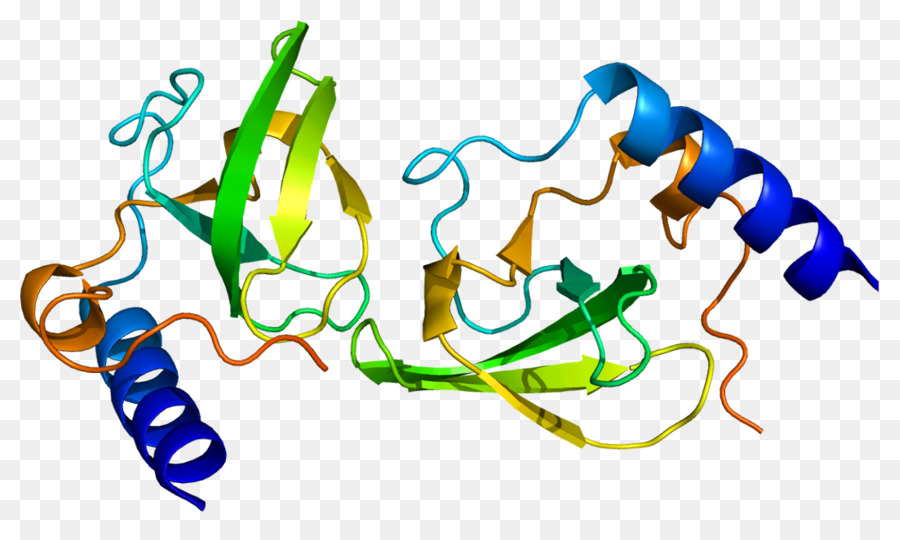 Struktur Protein，Molekul PNG