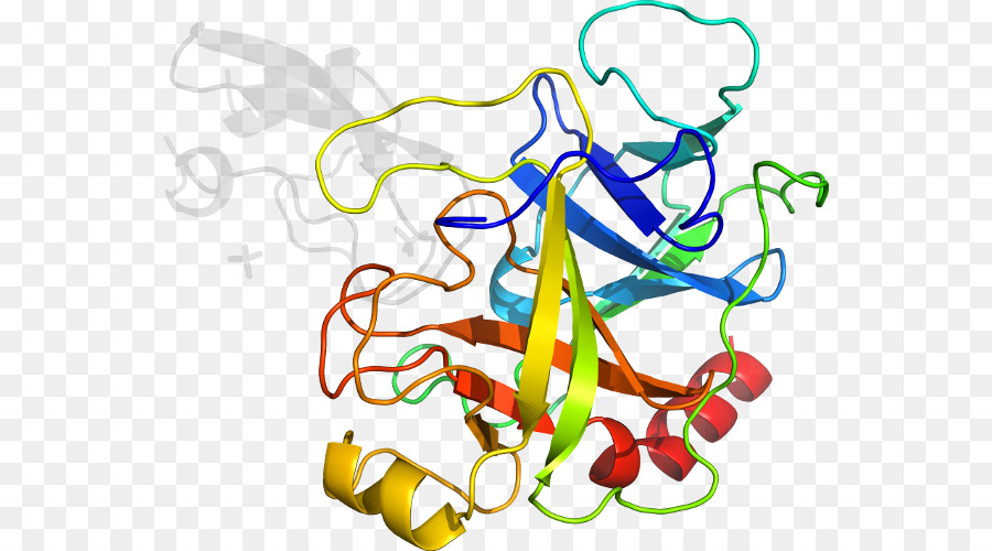 Struktur Protein，Biologi PNG