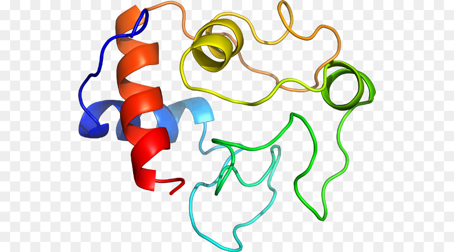 Struktur Protein，Molekul PNG