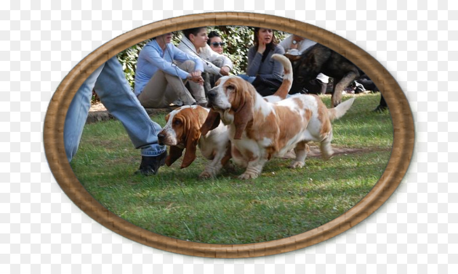 Sussex Spaniel，Kate PNG