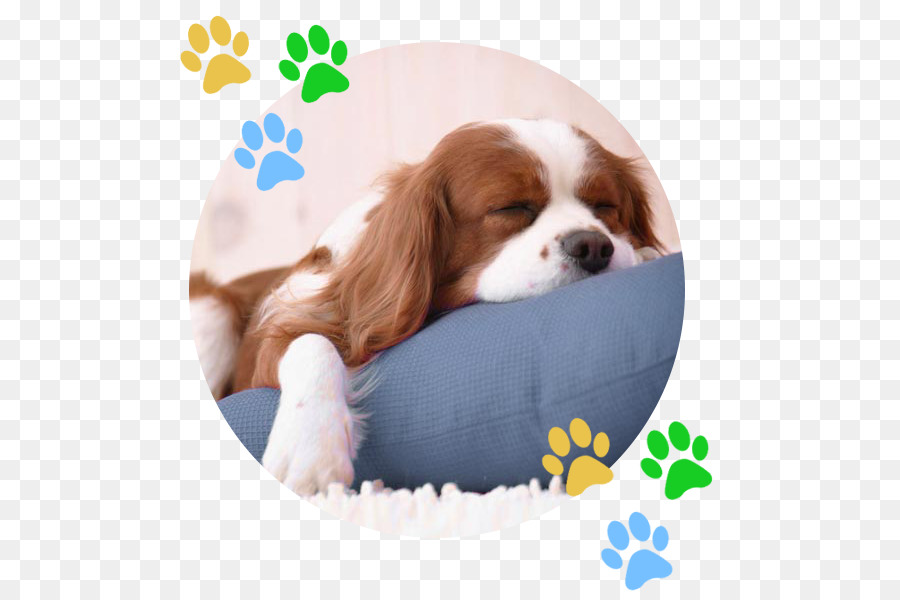 Cavalier King Charles Spaniel，Raja Charles Spaniel PNG