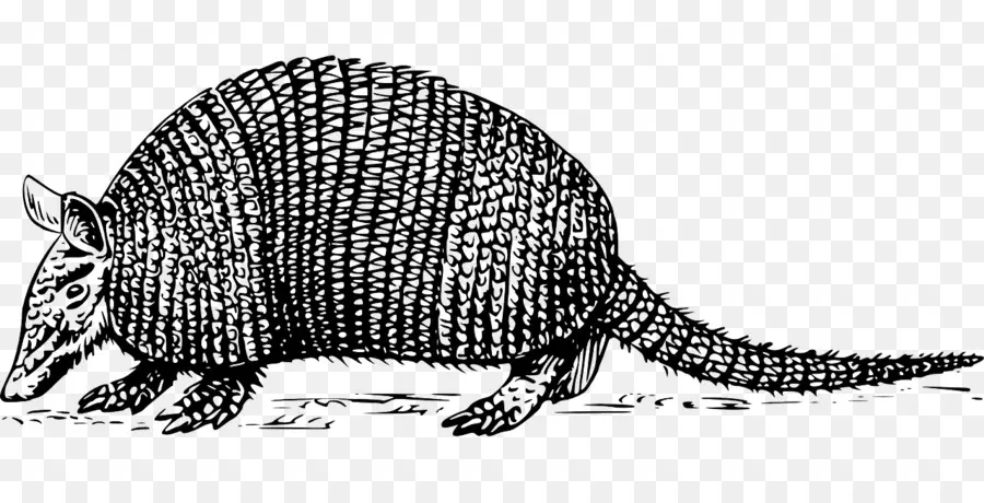 Armadillo，Margasatwa PNG