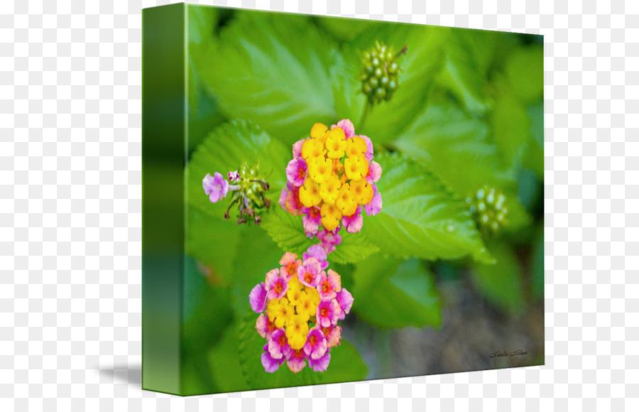 Lantana Camara，Tanaman Tahunan PNG