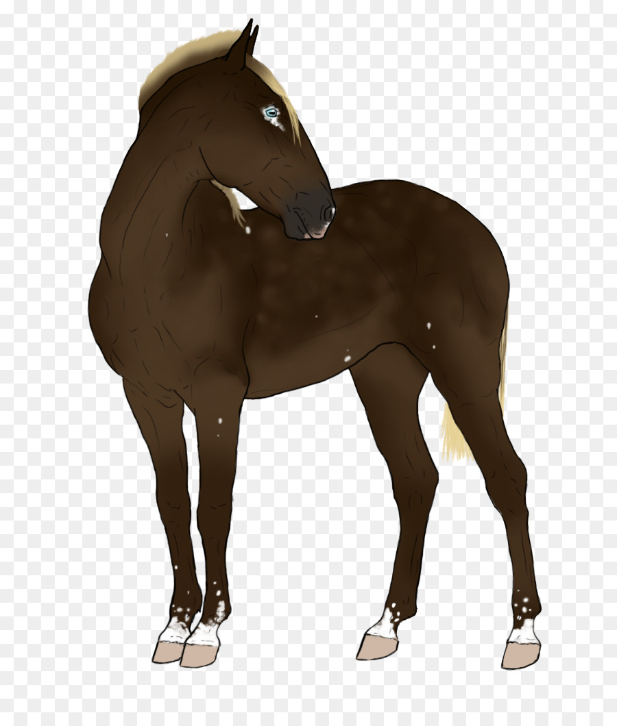 Kuda，Pemegang PNG