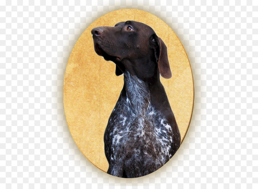 Jerman Shorthaired Pointer，Labrador Retriever PNG