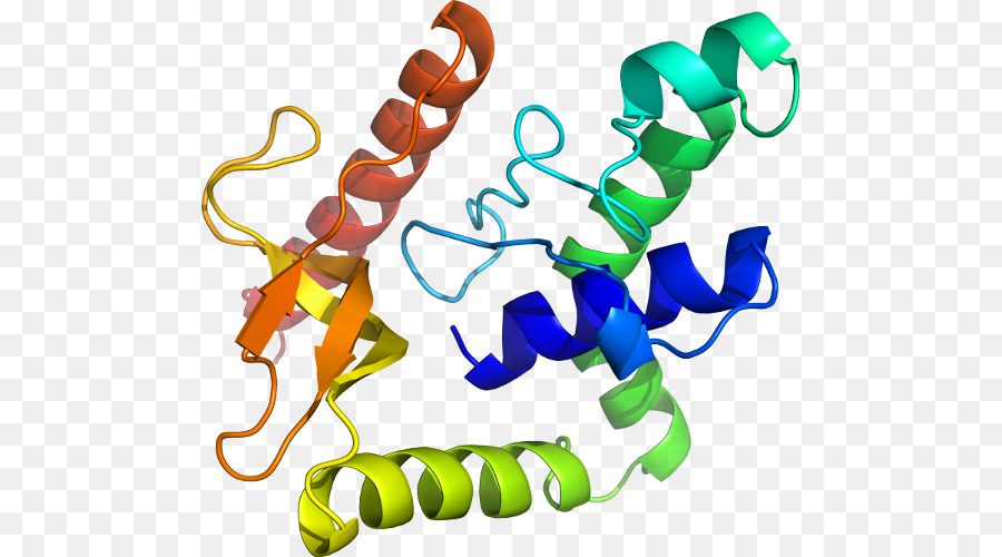 Struktur Protein，Molekul PNG