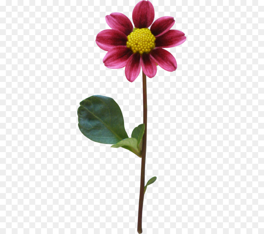 Dahlia，Bunga PNG