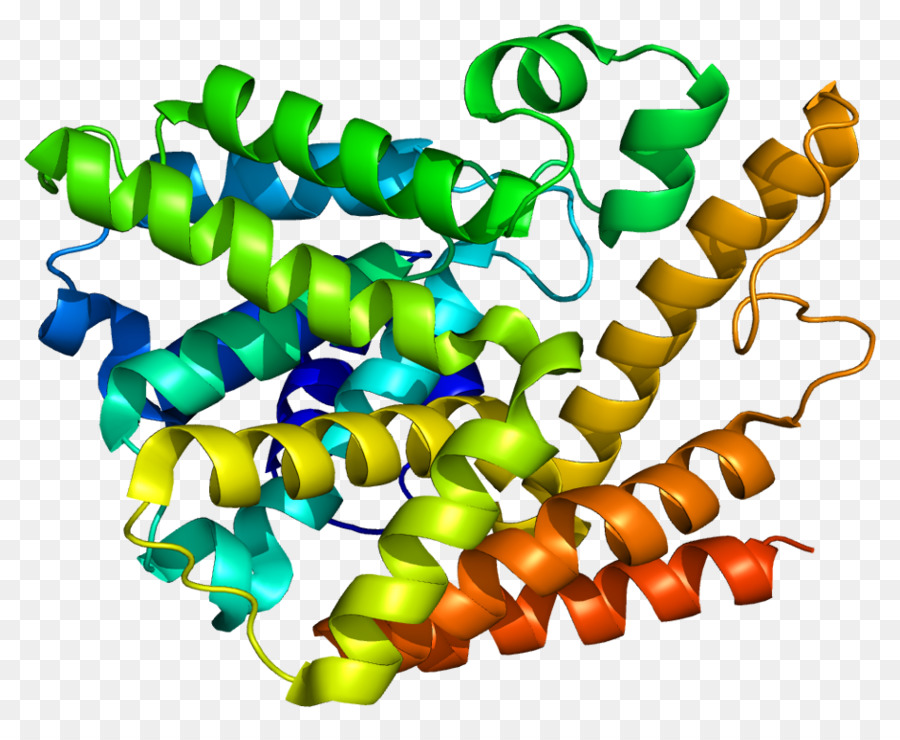 Struktur Protein，Molekul PNG