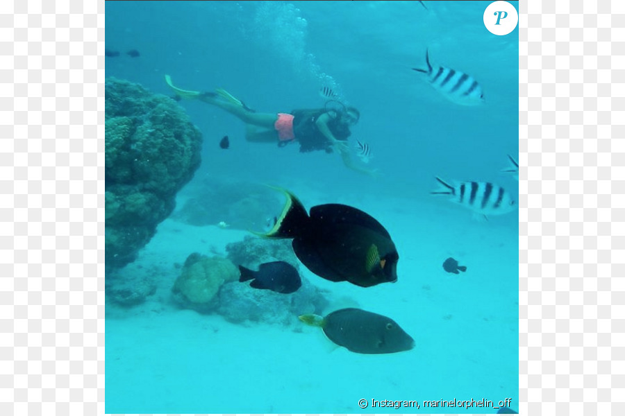 Snorkelling，Ikan Terumbu Karang PNG