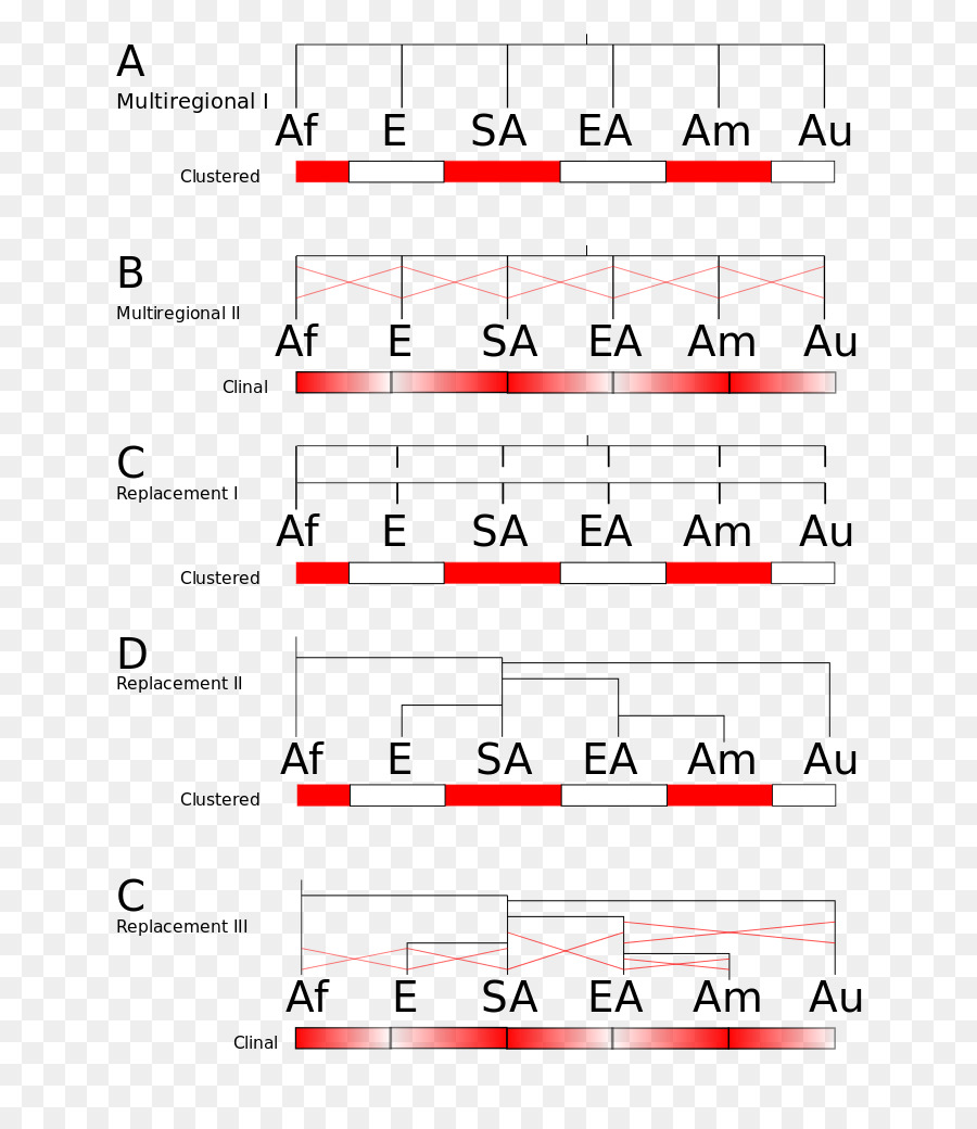 Evolusi Manusia，Evolusi PNG