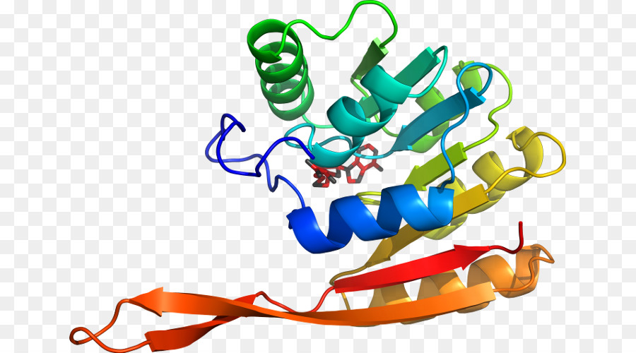 Struktur Protein，Molekul PNG