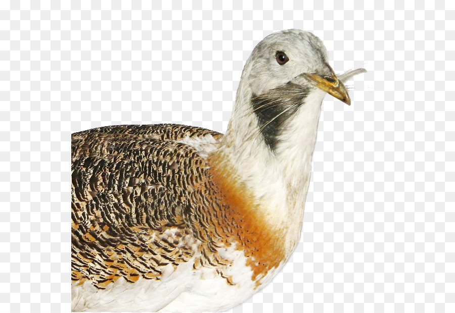 Besar Houbara，Burung PNG