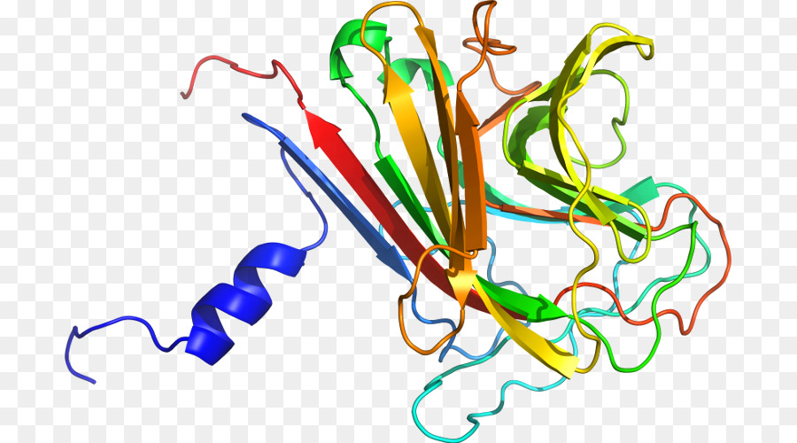 Struktur Protein，Biologi PNG