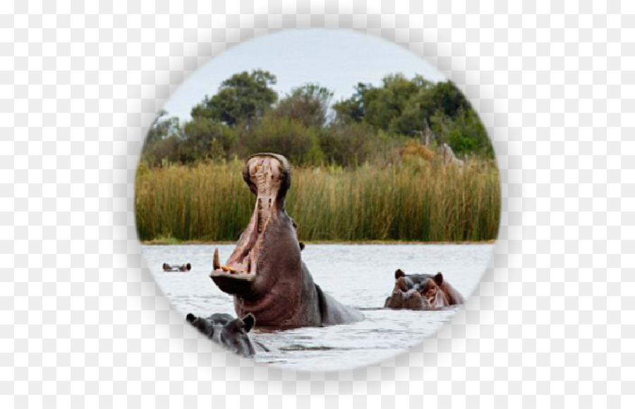 Air Terjun Victoria，Okavango Delta PNG