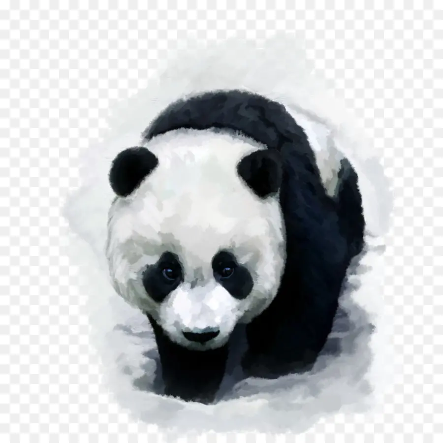 Panda，Beruang PNG