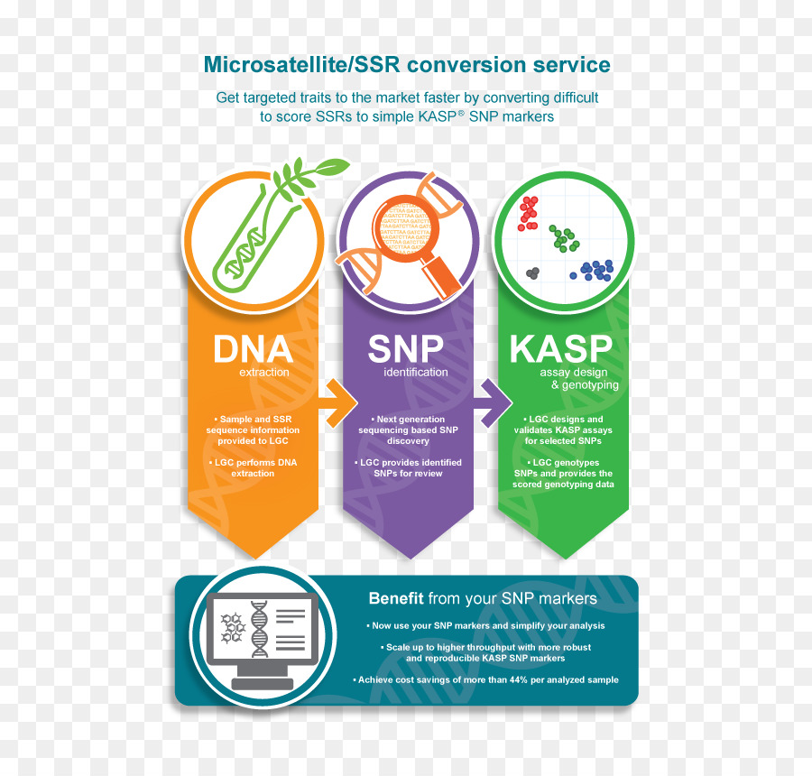 Singlenucleotide Polimorfisme，Mikrosatelit PNG