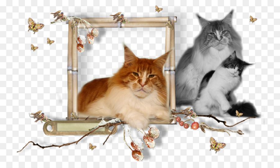 Kucing，Maine Coon PNG